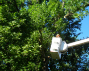 Commercial Tree Care Example
