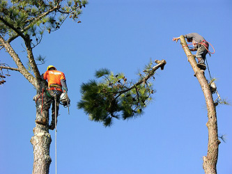 Tree Removal Using A Chain Saw