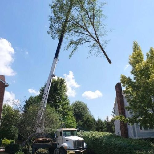 crane-assisted-tree-removal-large